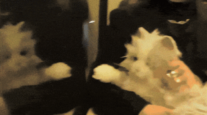 Sped up metro travel, focussing on a robotic cat and CCTV cameras of RATP.